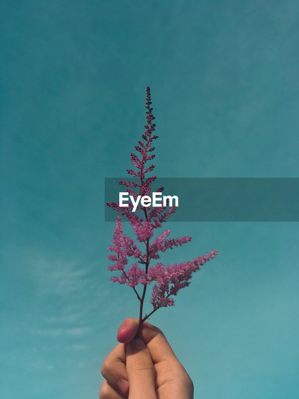 Cropped hand holding purple flowers against blue sky