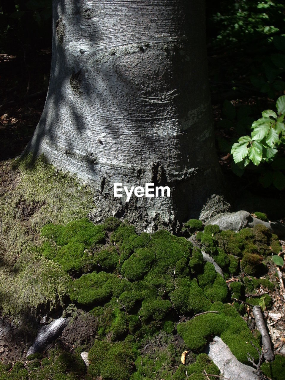 TREES GROWING IN FOREST