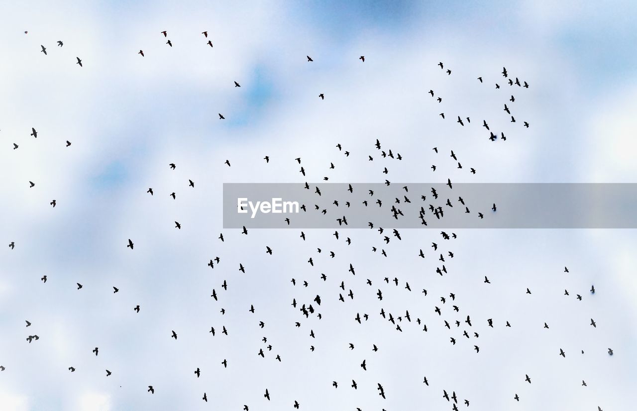 Low angle view of birds flying against sky