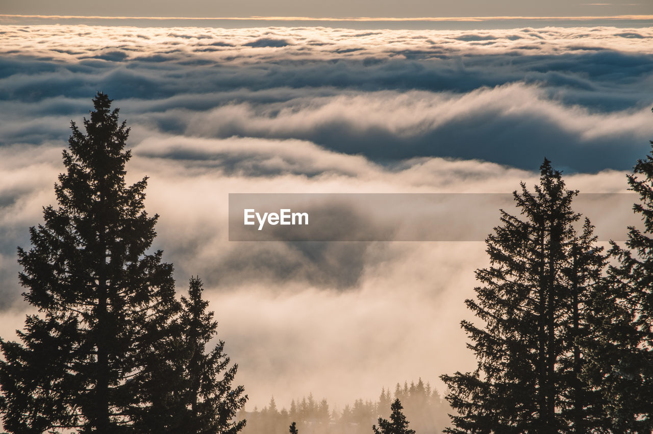 Hills with pine forest peeking out of the fog