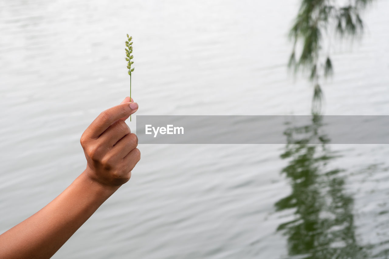 CLOSE-UP OF HAND HOLDING PLANT AGAINST WATER