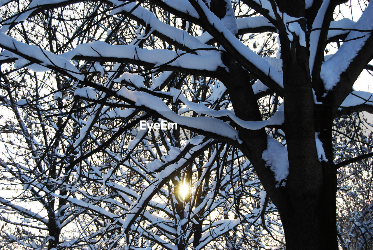 LOW ANGLE VIEW OF TREES AGAINST SKY