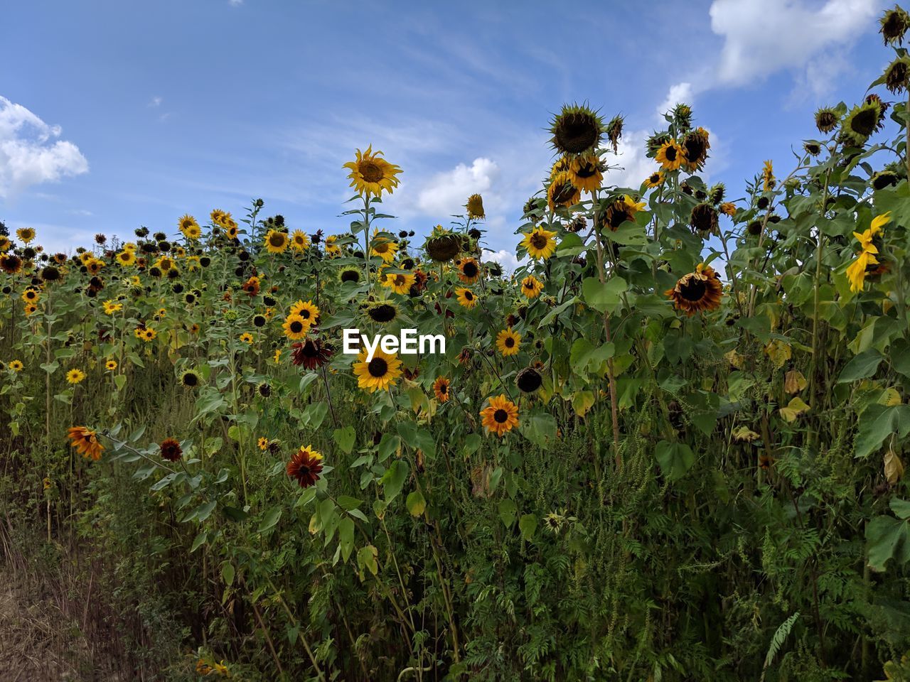 SCENIC VIEW OF SUNFLOWERS AGAINST SKY