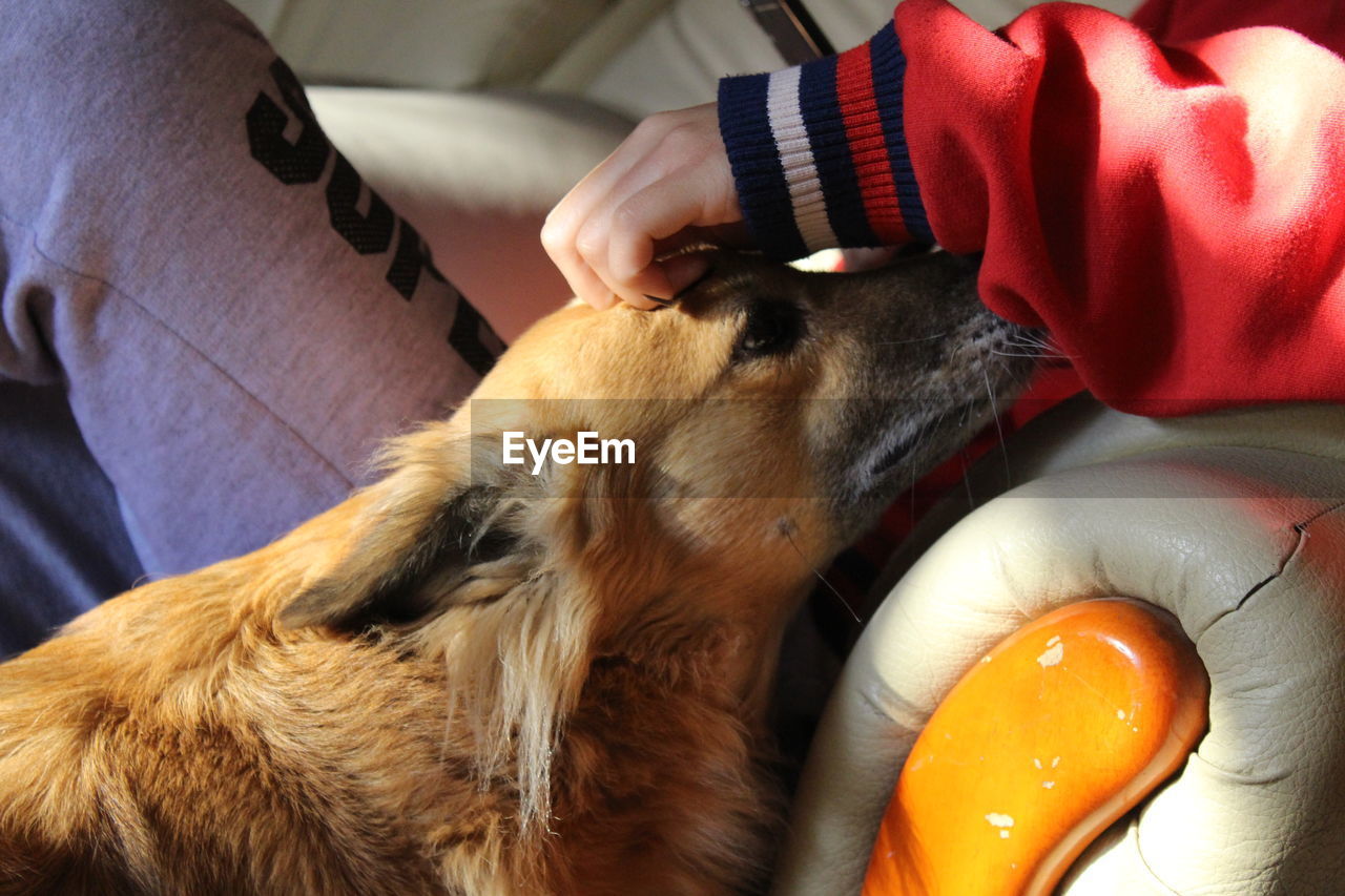 MIDSECTION OF MAN WITH DOG ON HAND