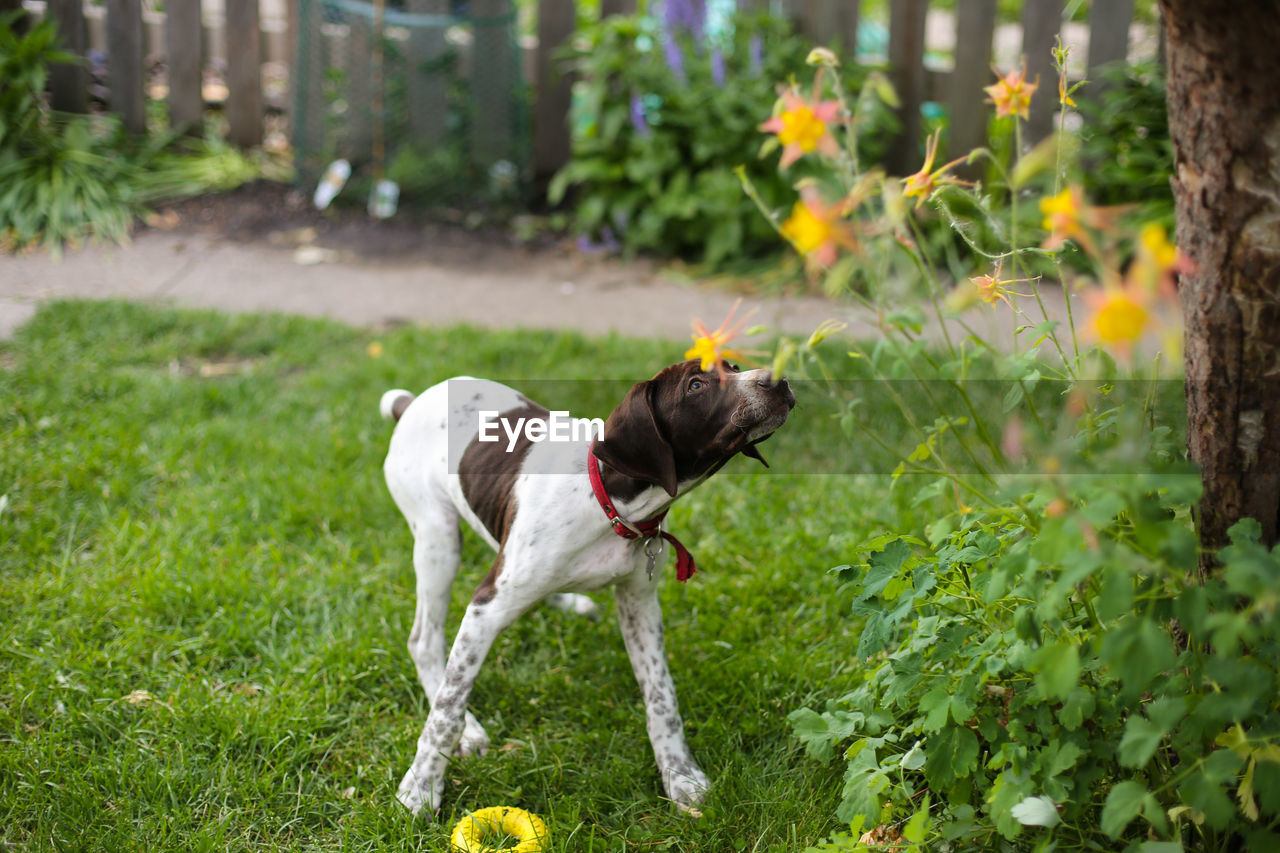 German shorthaired pointer puppy outside during the spring