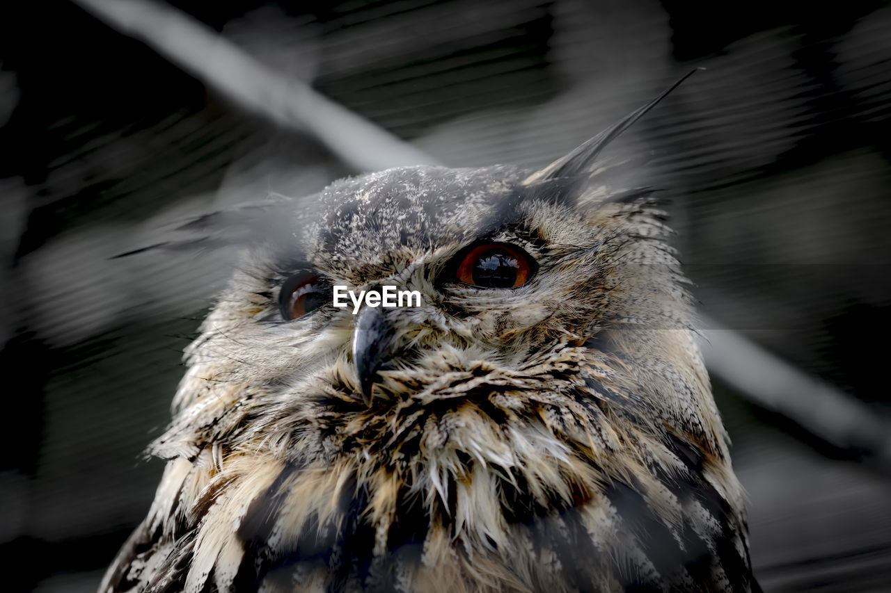 CLOSE-UP PORTRAIT OF EAGLE