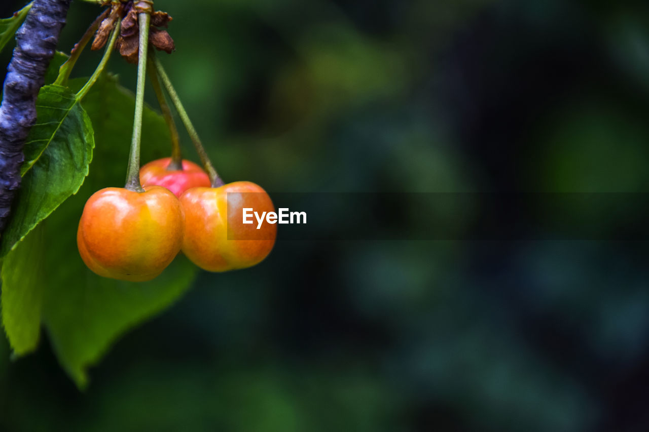 CLOSE-UP OF ORANGE FRUIT