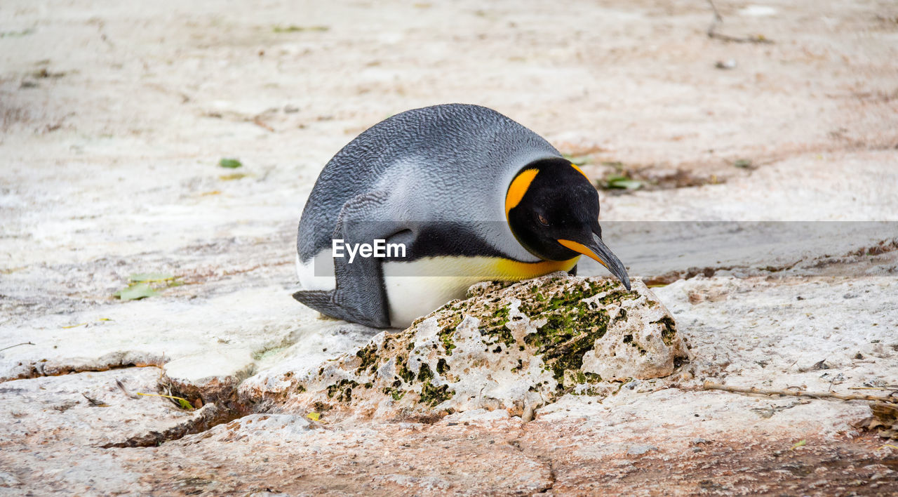 Close-up of  penguin on it's belly on rock
