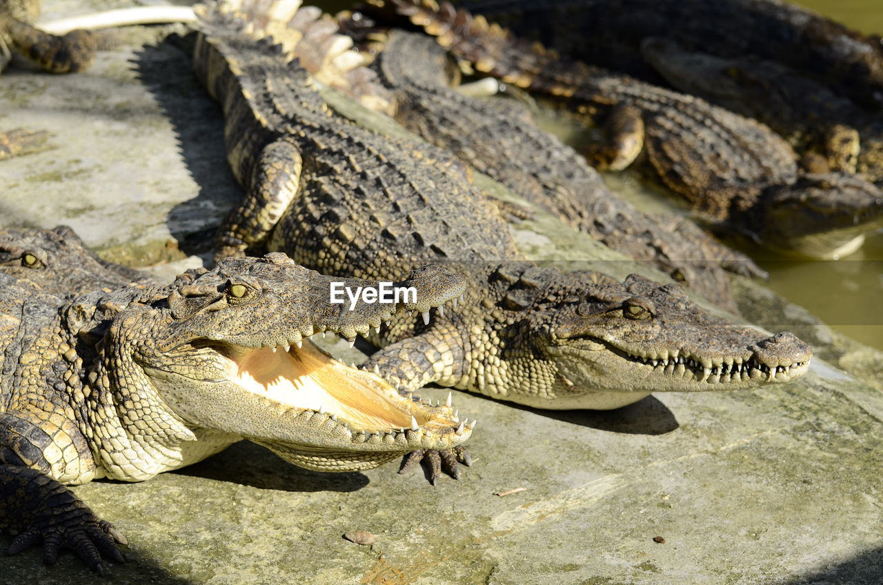 Close-up of a farm crocodile.