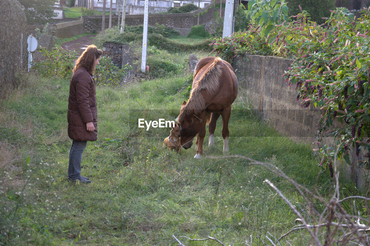 Woman looking at horse and dog on grass