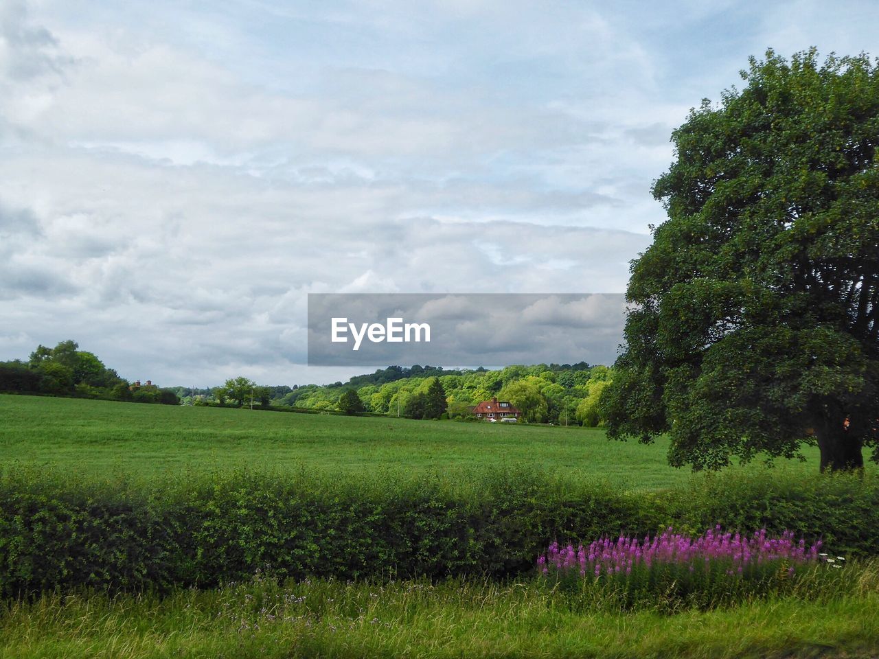 TREES ON FIELD AGAINST SKY