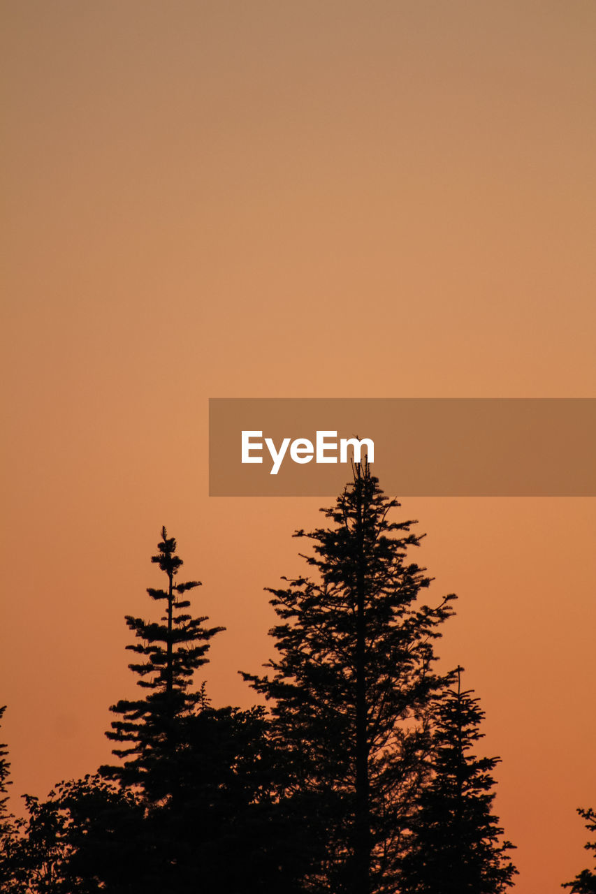 LOW ANGLE VIEW OF SILHOUETTE TREES AGAINST SKY DURING SUNSET
