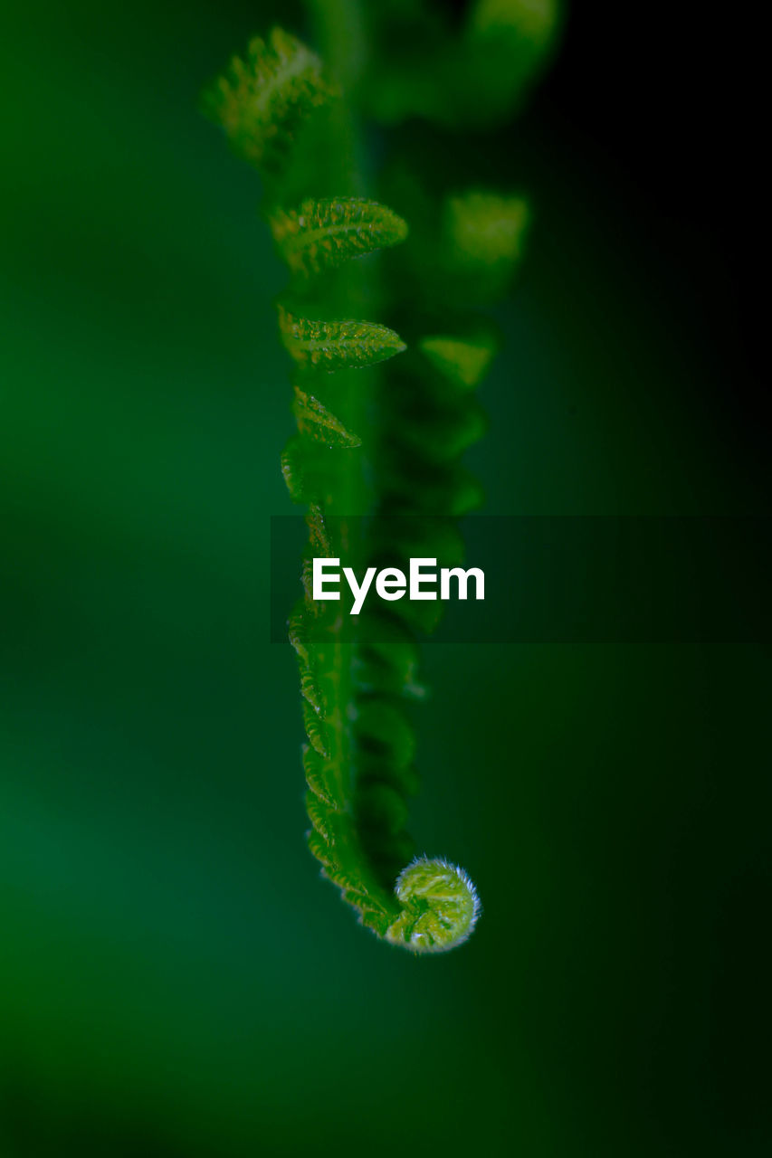 CLOSE-UP OF FERN LEAF WITH GREEN BACKGROUND