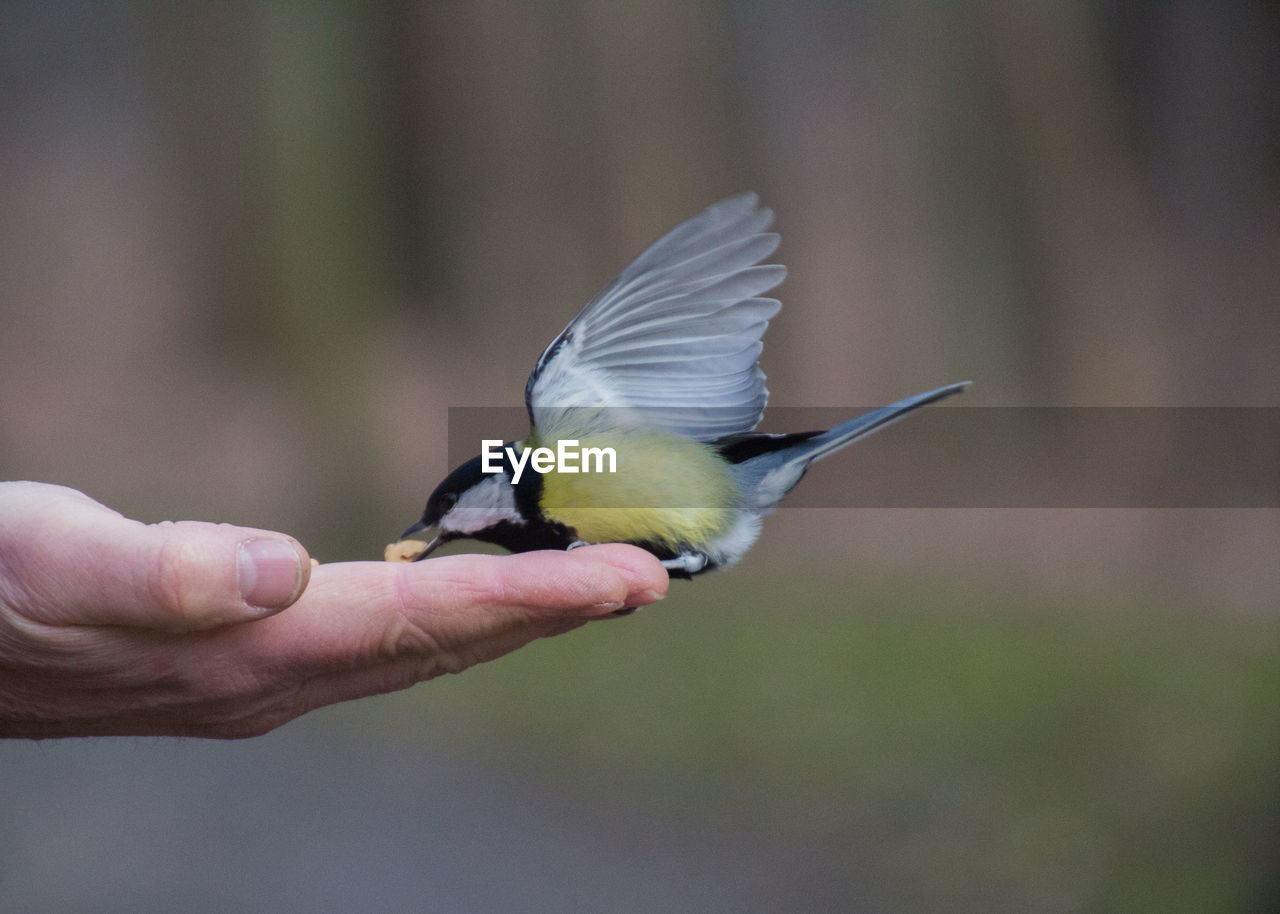 Close-up of bird perching on hand