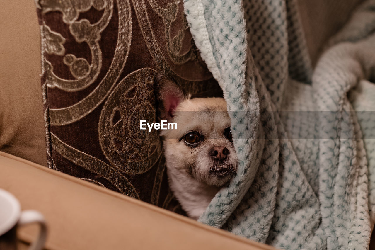 Close-up portrait of dog at home