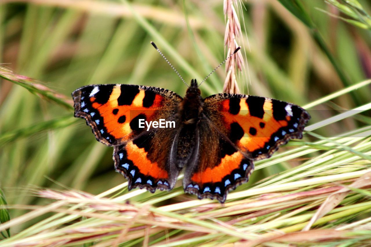 CLOSE-UP OF BUTTERFLY ON A FLOWER