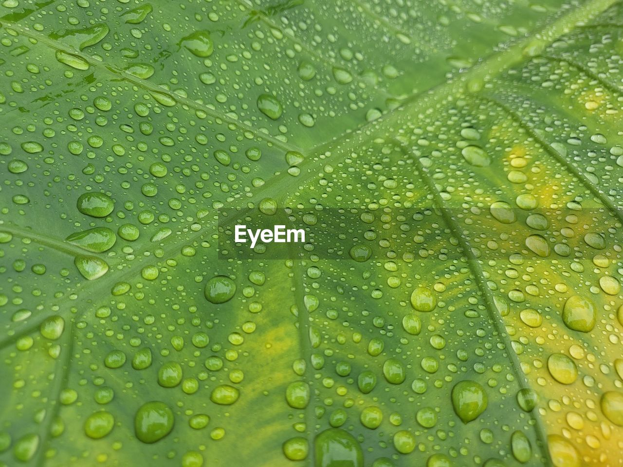 FULL FRAME SHOT OF WET LEAF ON PLANT