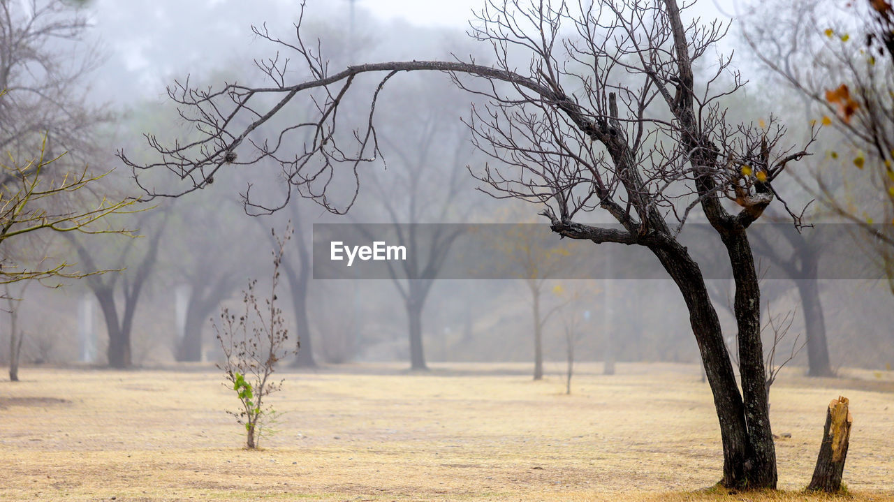 Bare tree on field