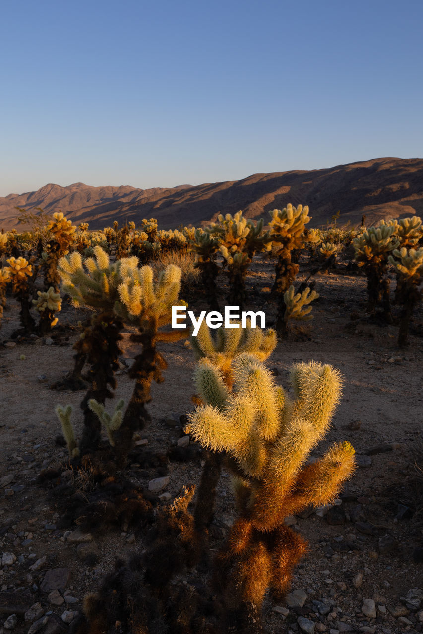 Cactus growing on field against clear sky