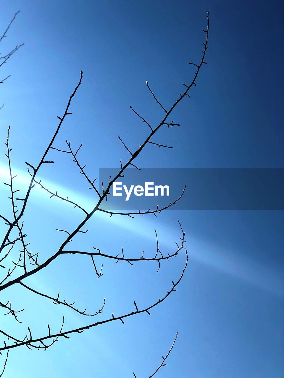 LOW ANGLE VIEW OF BARE TREE AGAINST CLEAR BLUE SKY