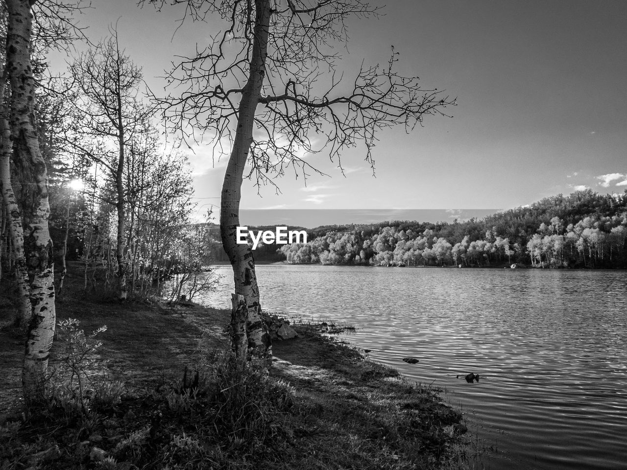 SCENIC VIEW OF LAKE AGAINST SKY AT FOREST