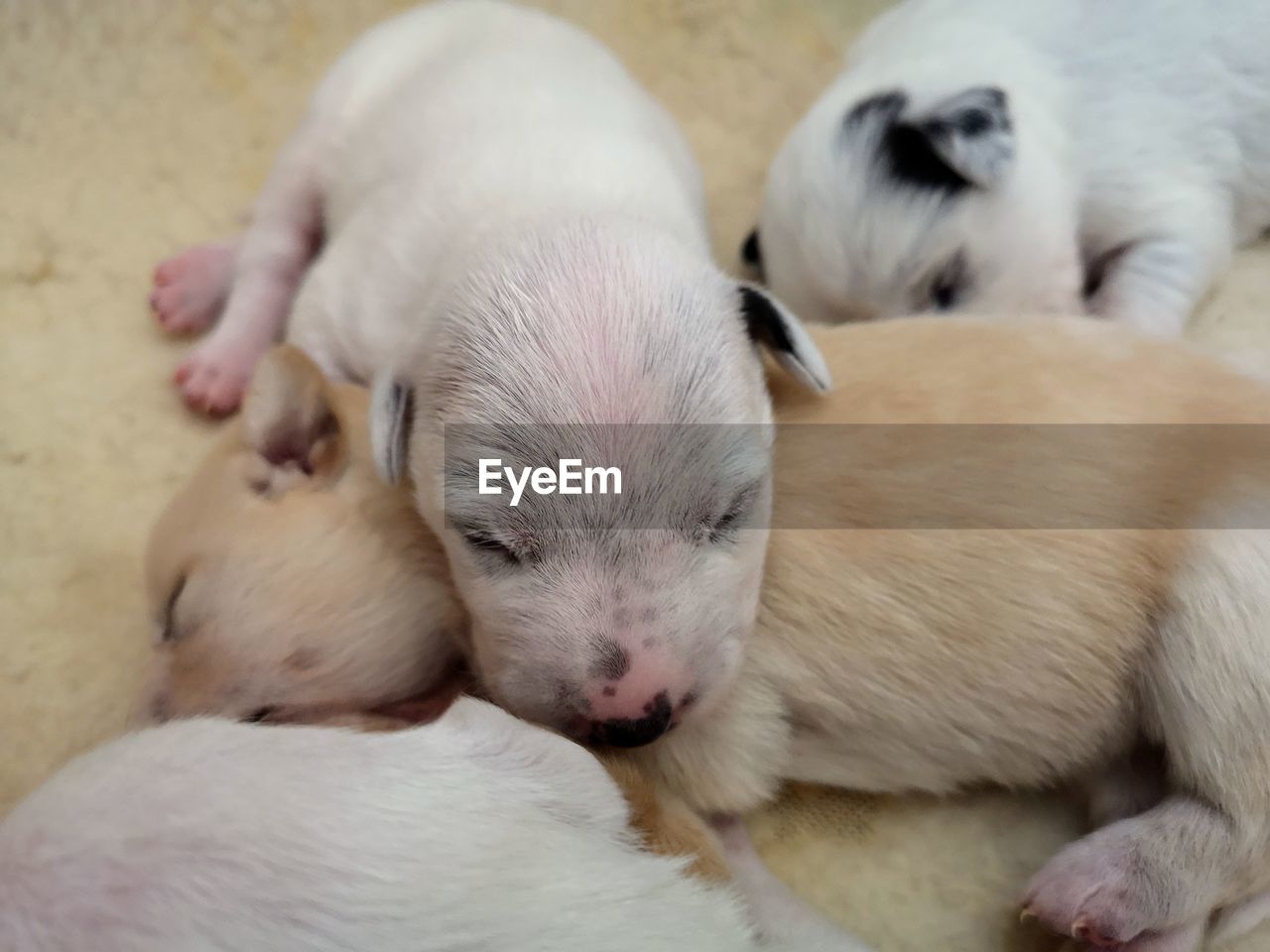 CLOSE-UP OF PUPPY SLEEPING