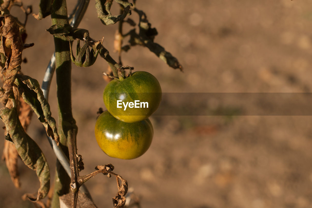 Close-up of fruits growing on tree