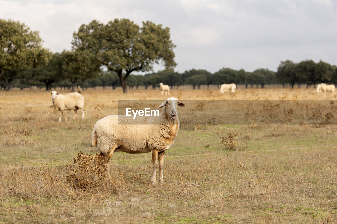 SHEEP IN THE FIELD