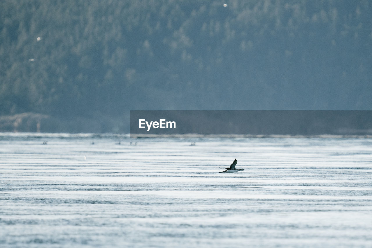 Wide angle view of a loon flying over the puget sound