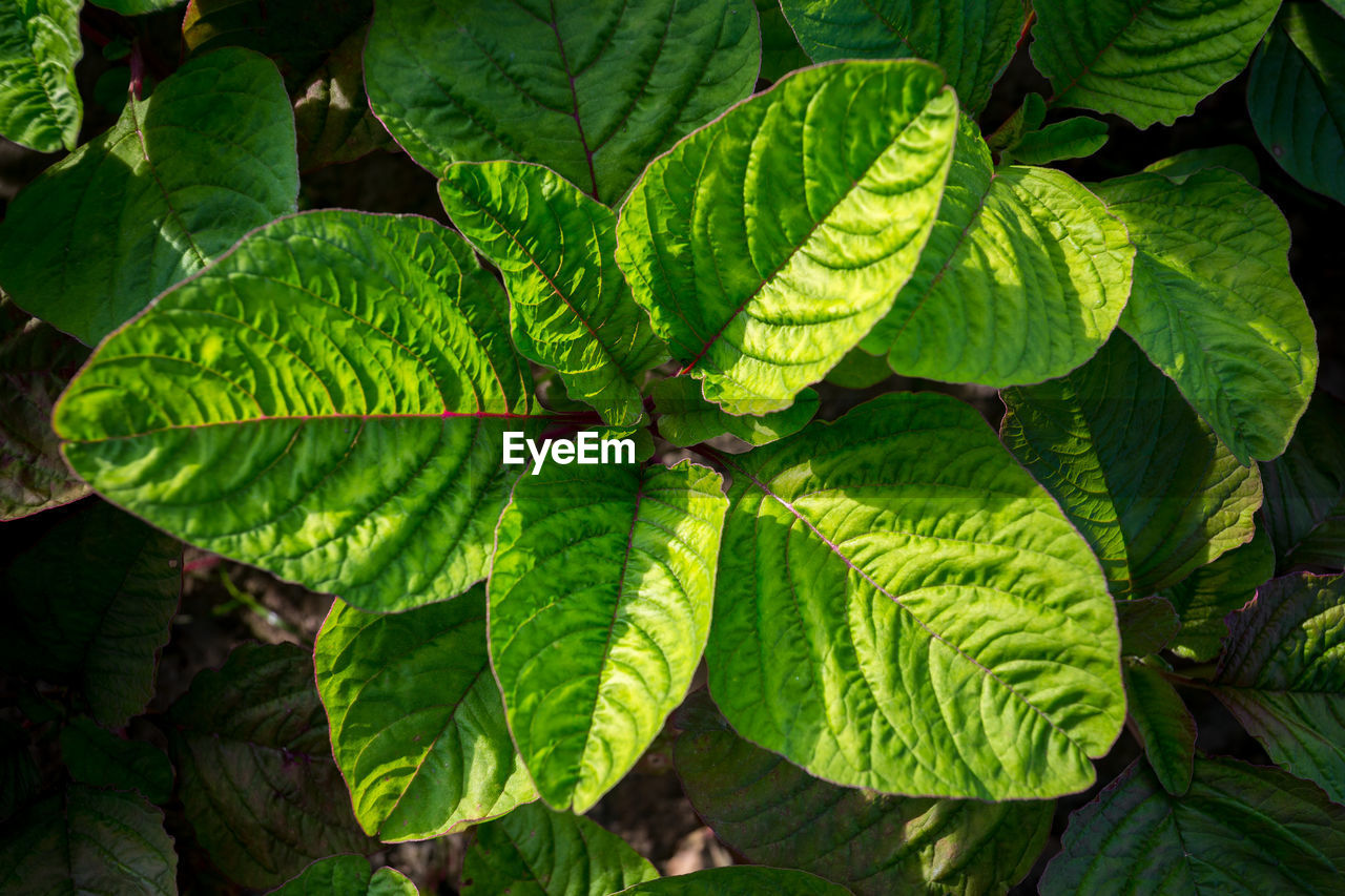 CLOSE-UP OF GREEN LEAVES
