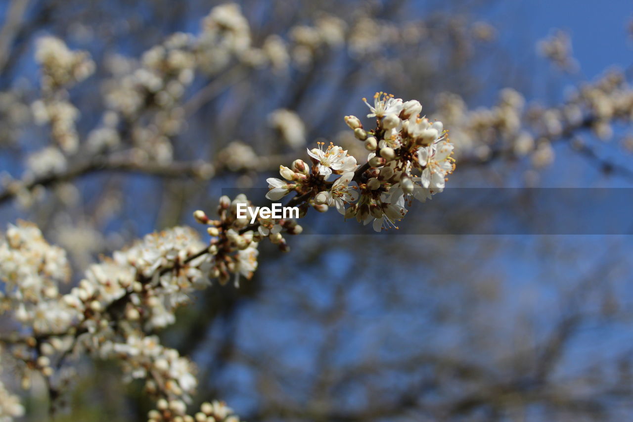 Close-up of white blossom tree