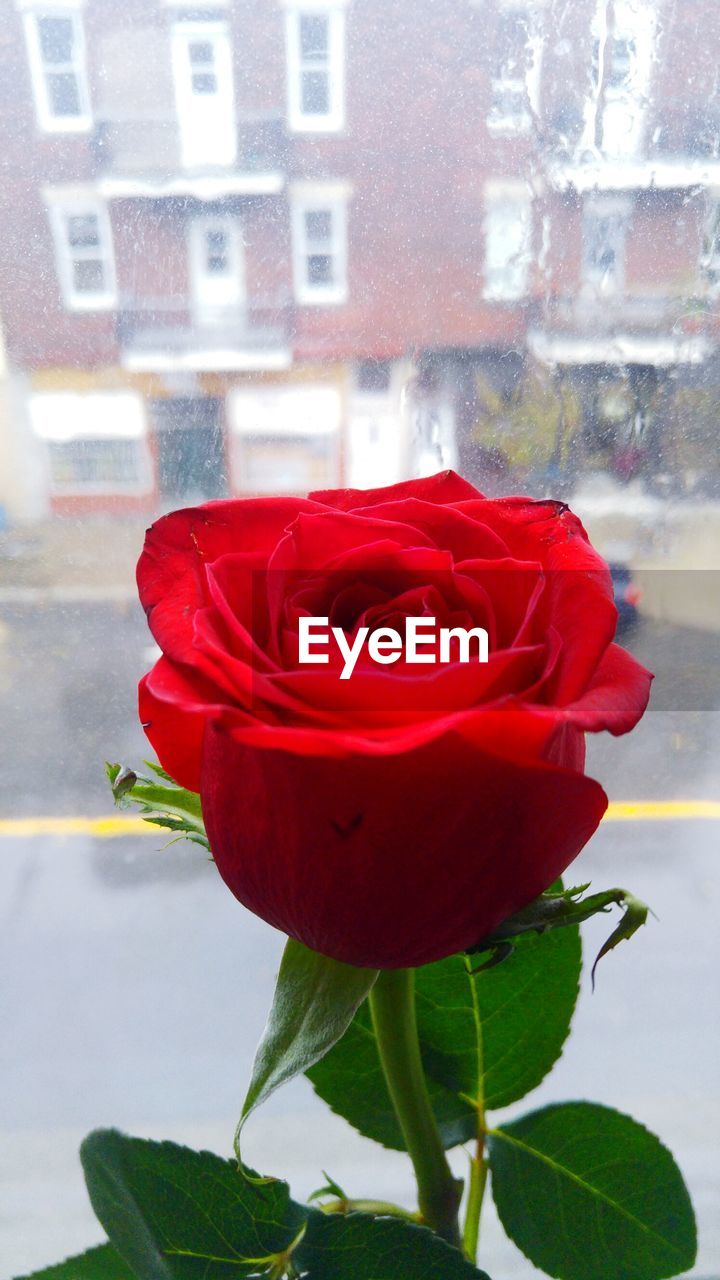 Close-up of red rose against wet window