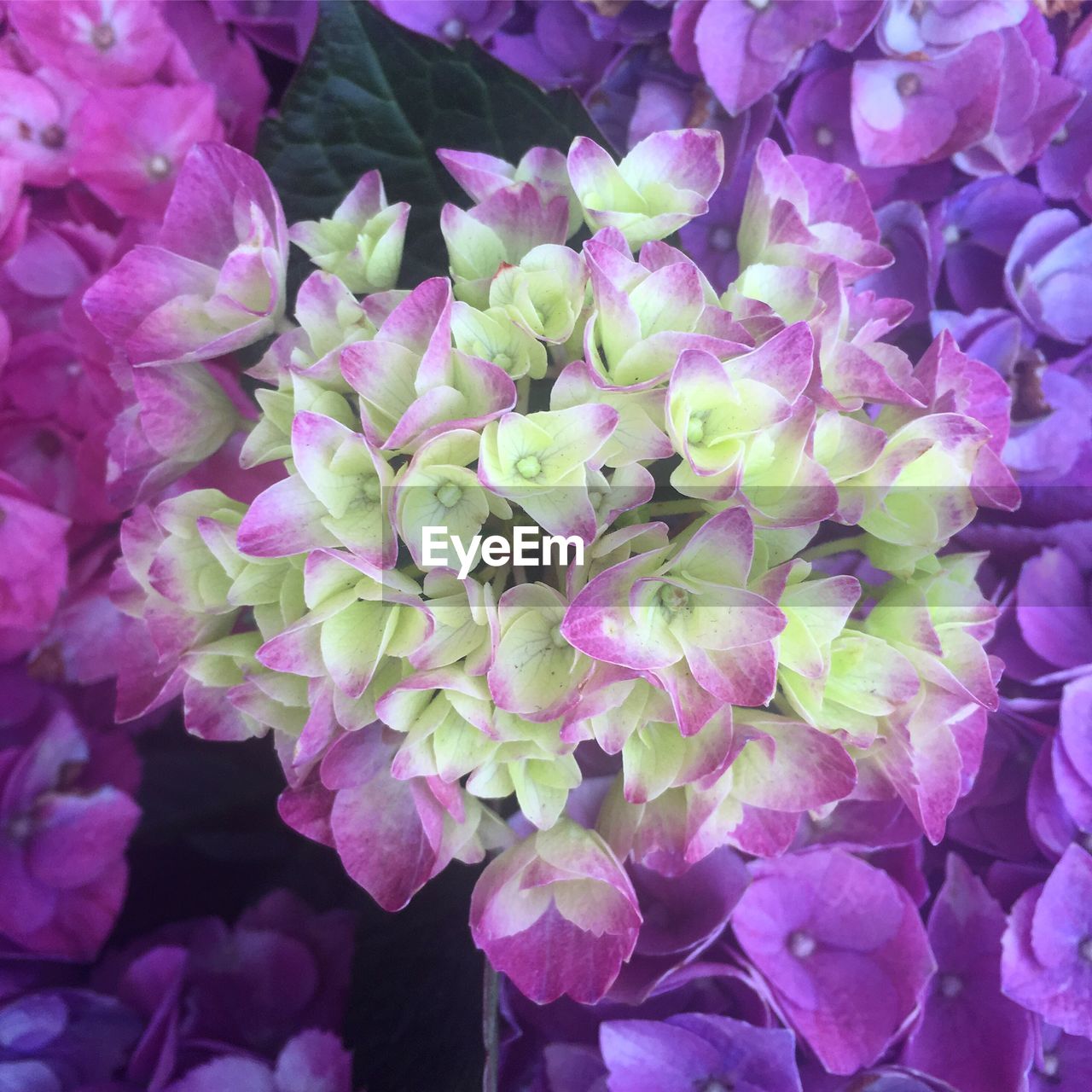 FULL FRAME SHOT OF PURPLE HYDRANGEA