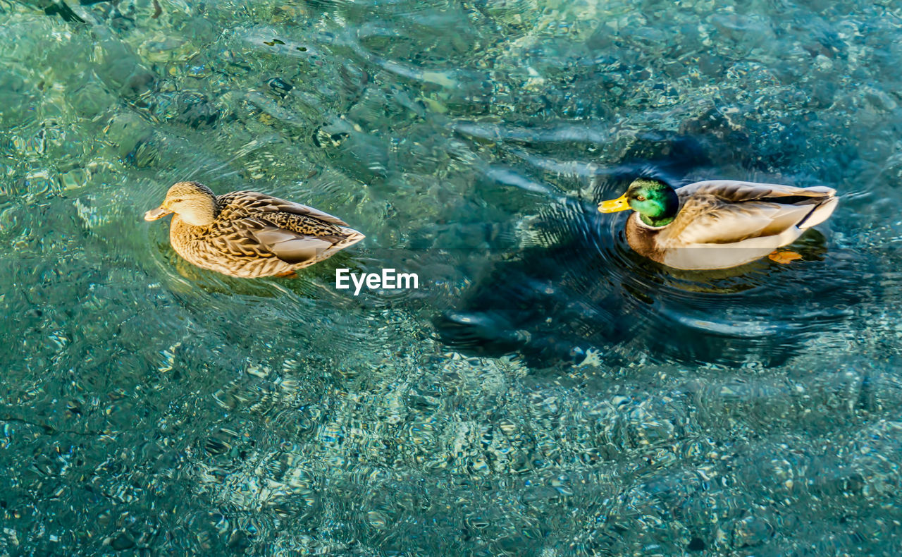 Ducks move over clear water at redondo beach in washington state.