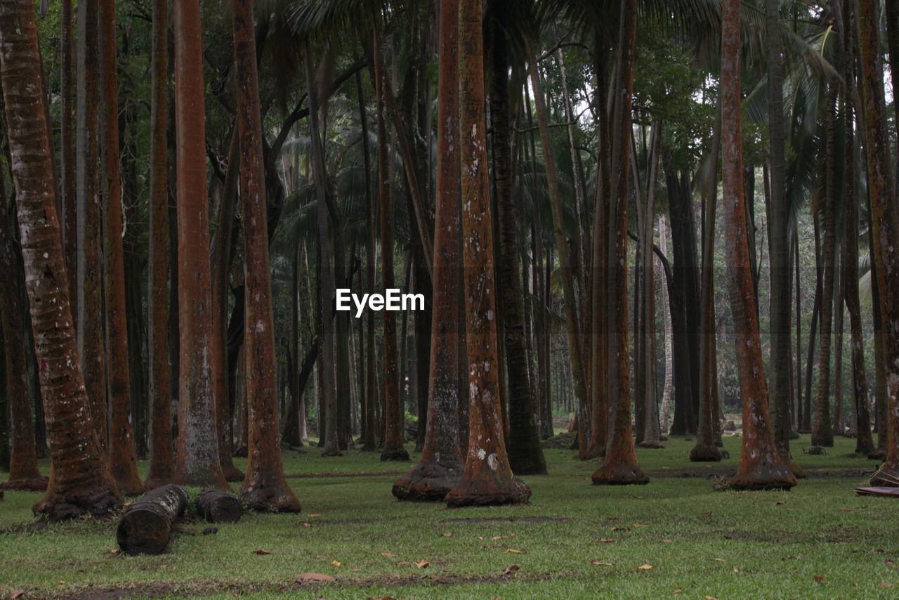 TREES ON LANDSCAPE