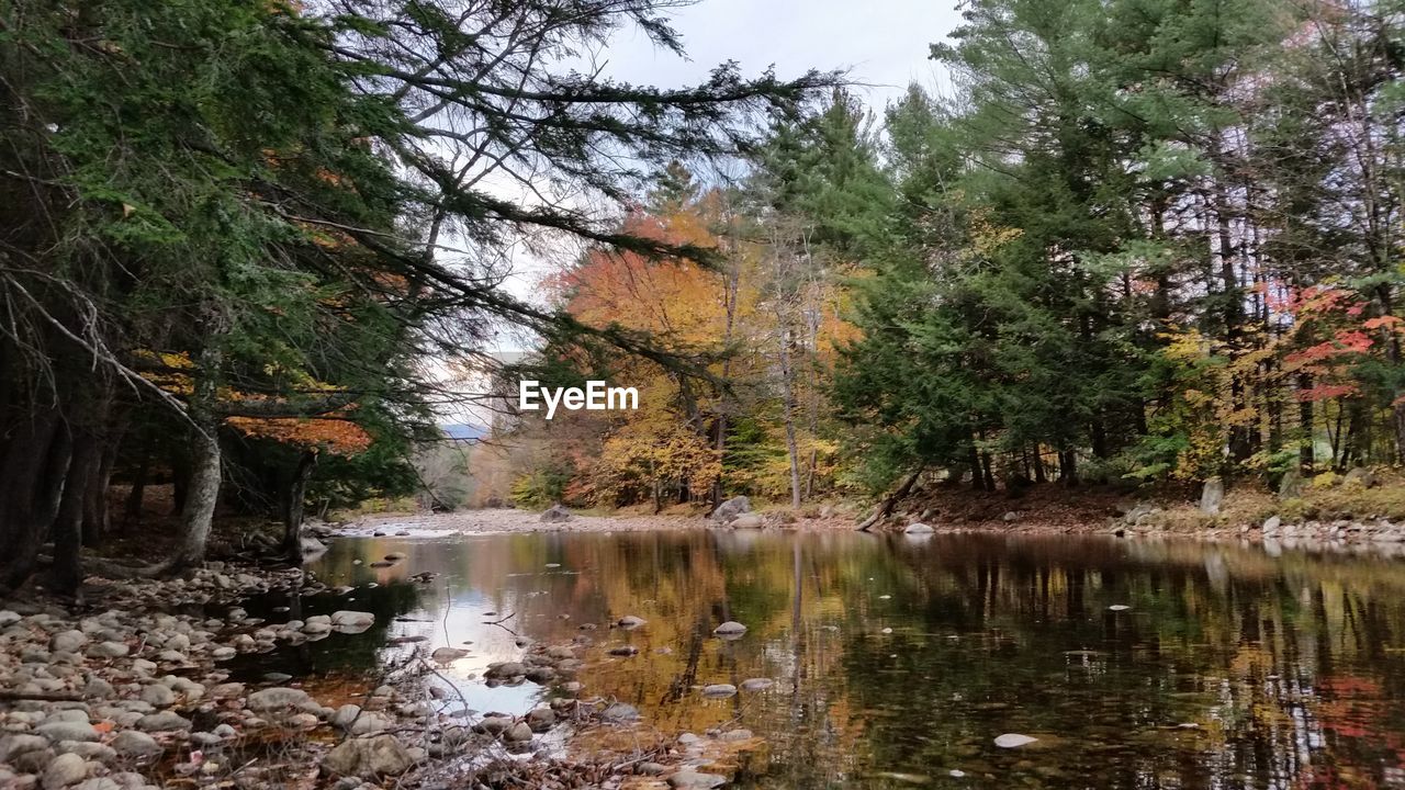 SCENIC VIEW OF LAKE IN FOREST DURING AUTUMN