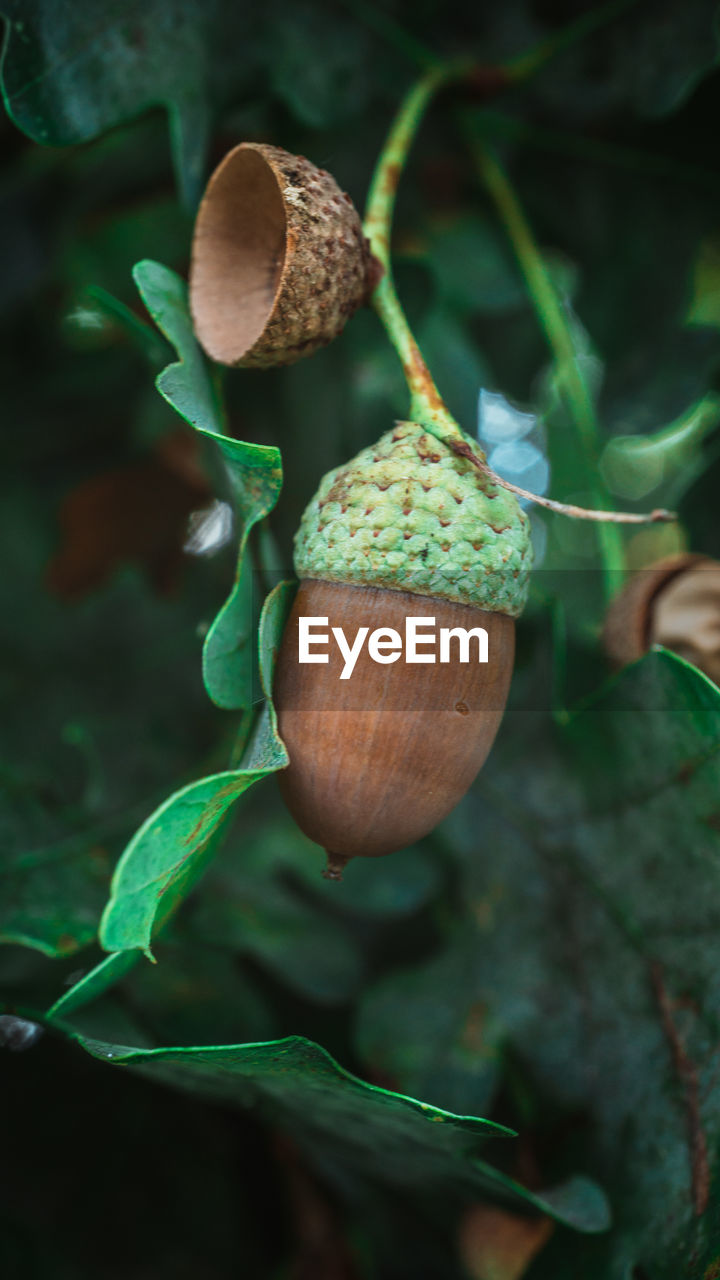 Close-up of acorn  on plant