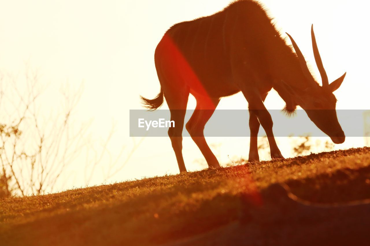 Low angle view of eland grazing on field during sunny day