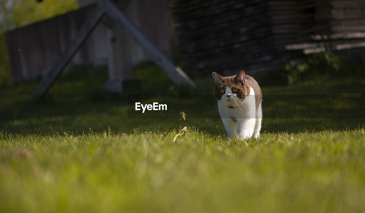 VIEW OF A CAT ON FIELD