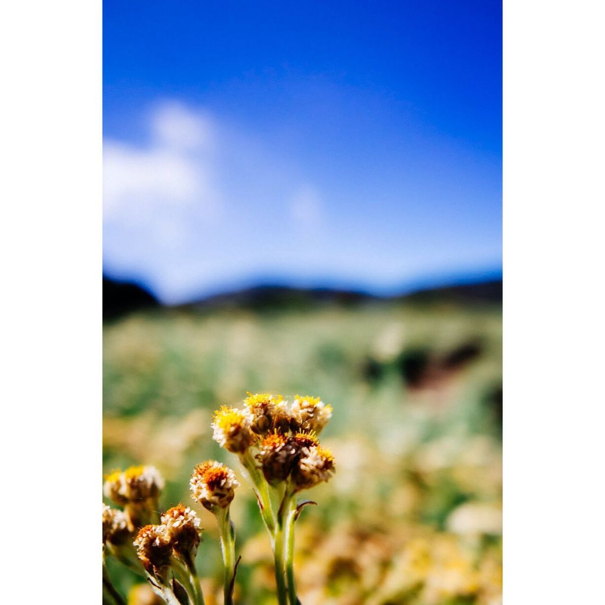 Close up view of yellow wildflowers