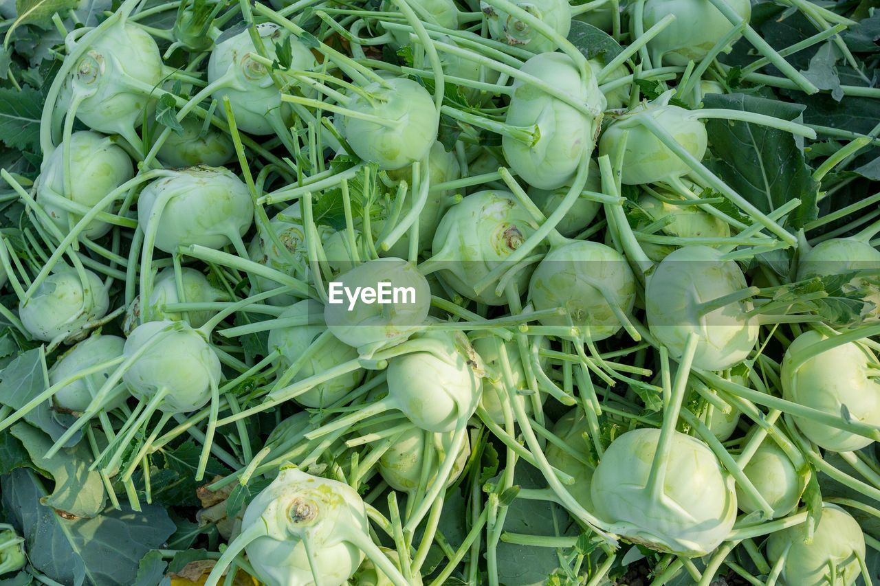 FULL FRAME SHOT OF VEGETABLES IN MARKET