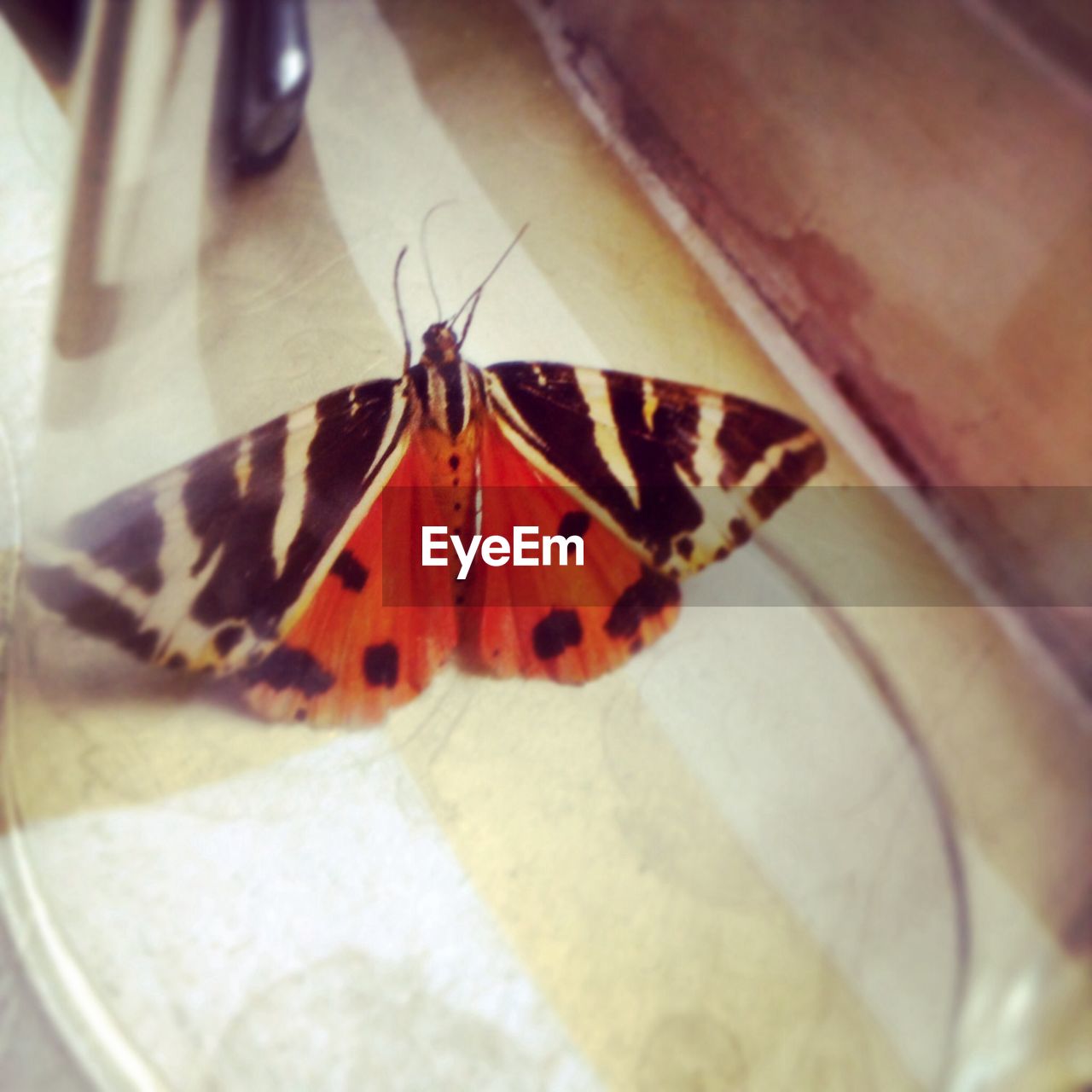 CLOSE-UP OF BUTTERFLY ON WHITE BACKGROUND