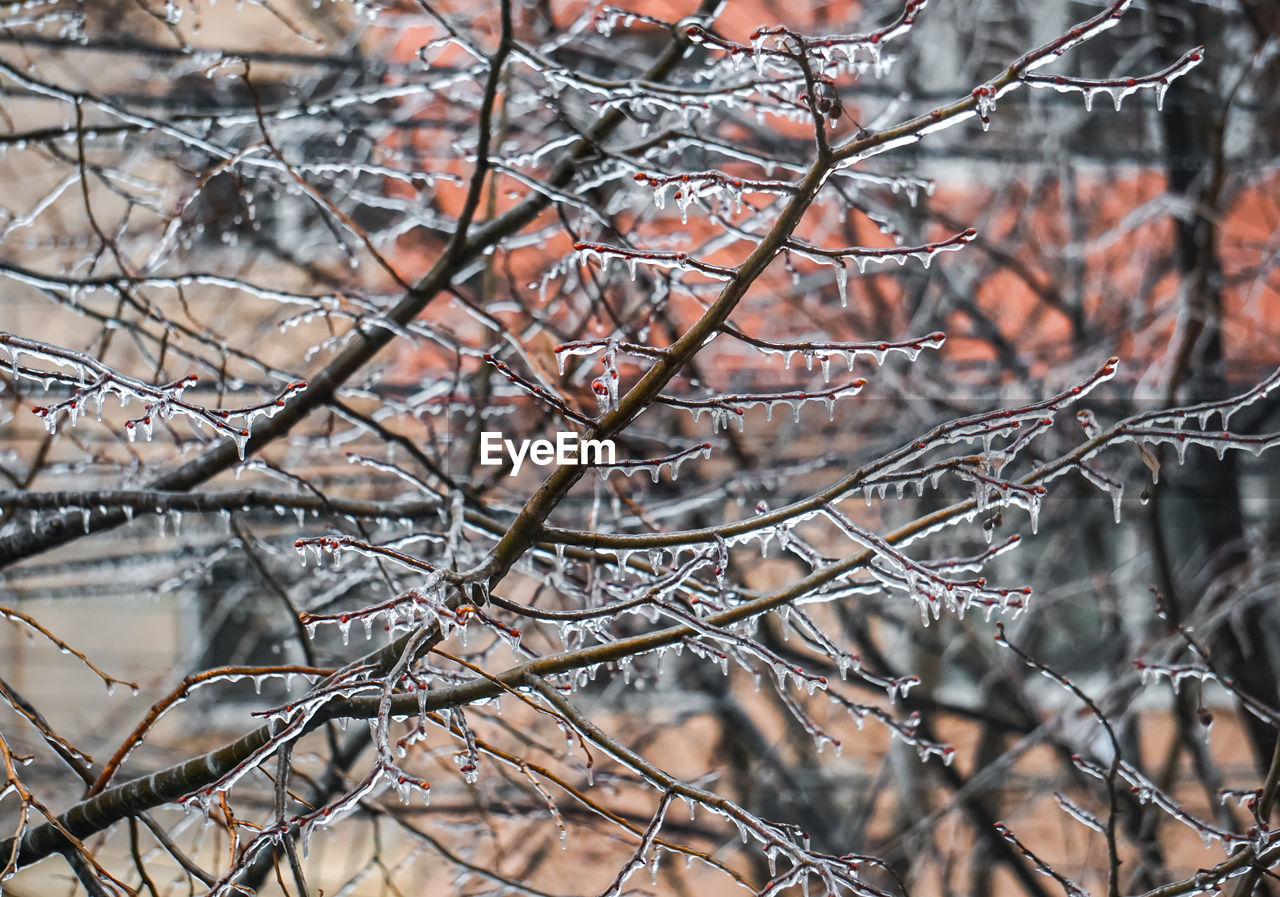 Close-up of bare tree in forest during winter