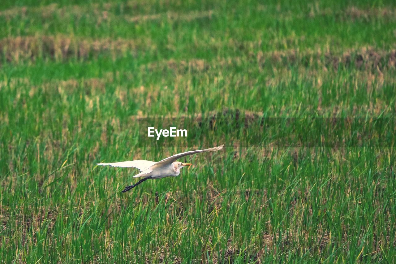 VIEW OF BIRD FLYING OVER GRASS