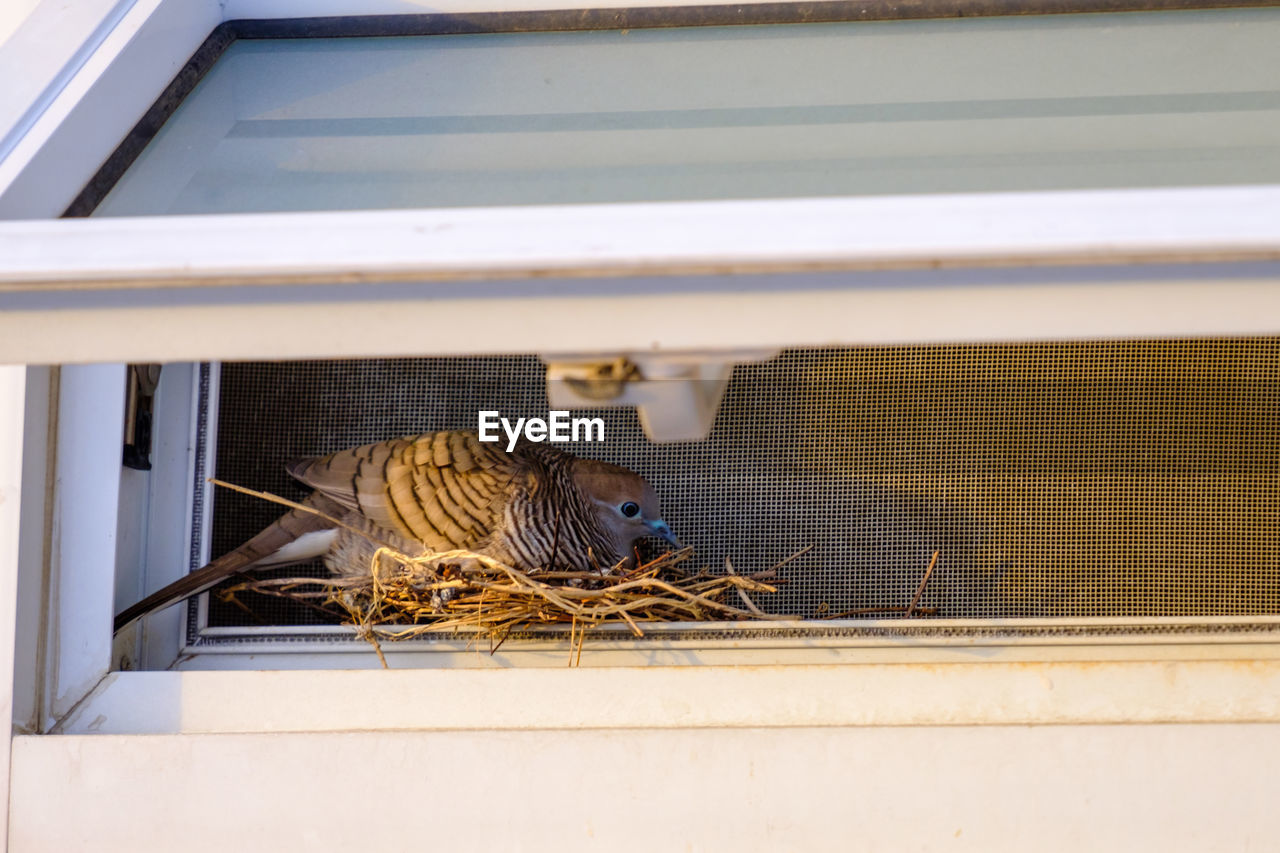 Close-up of bird making nest by window