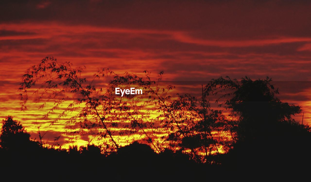 SILHOUETTE OF TREES AT SUNSET