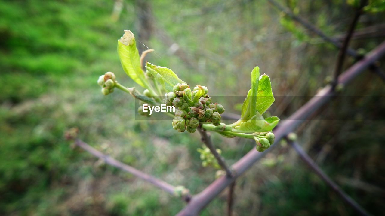 CLOSE-UP OF GREEN PLANT