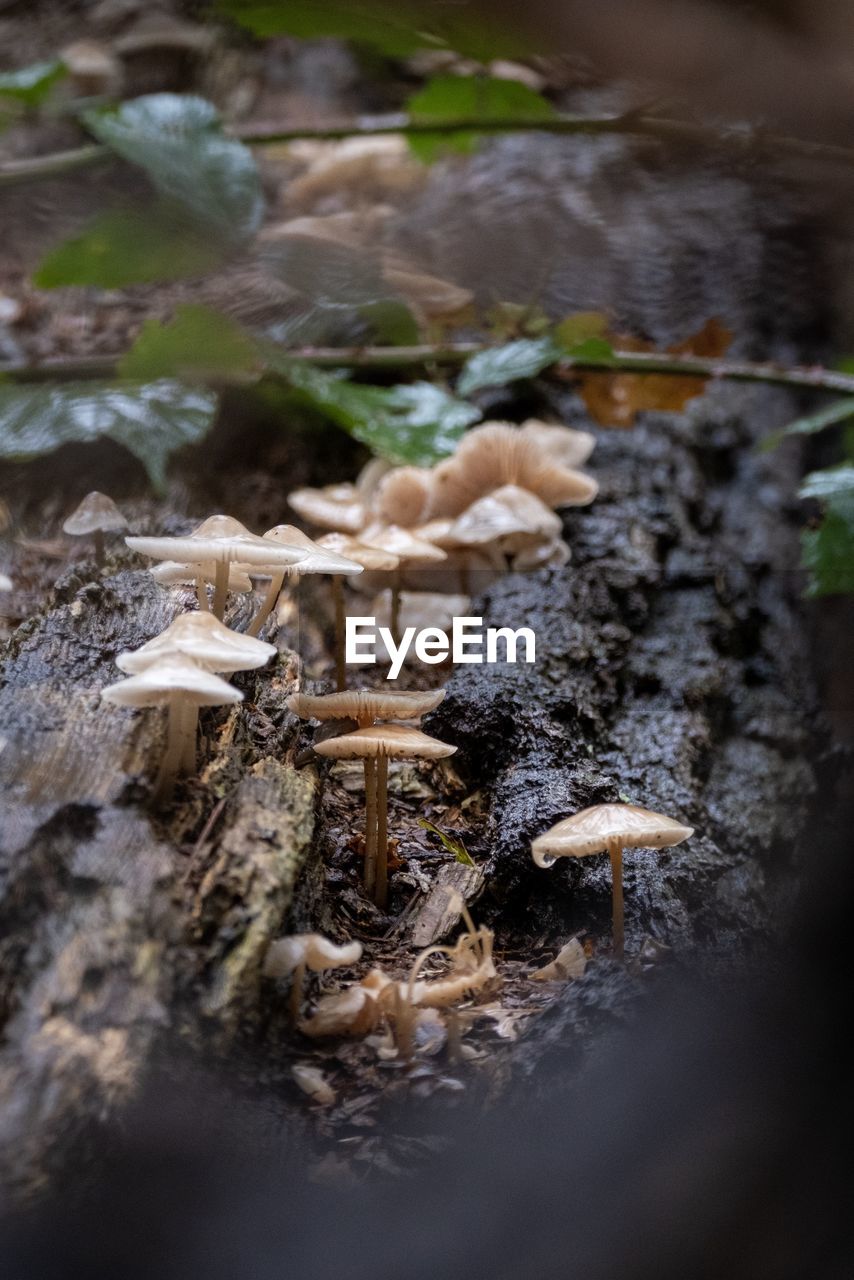HIGH ANGLE VIEW OF MUSHROOM IN FIELD