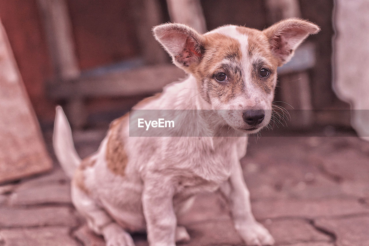 CLOSE-UP PORTRAIT OF DOG STANDING IN MOUTH