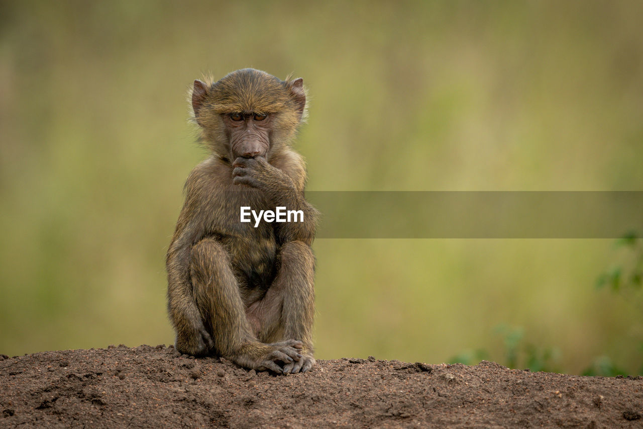 Olive baboon sits on bank covering mouth